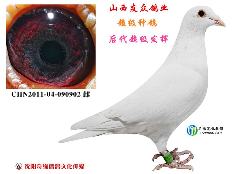 2011-04-090902 雌 2011-04-090902雌 山西友众 注:  所有拍卖种鸽