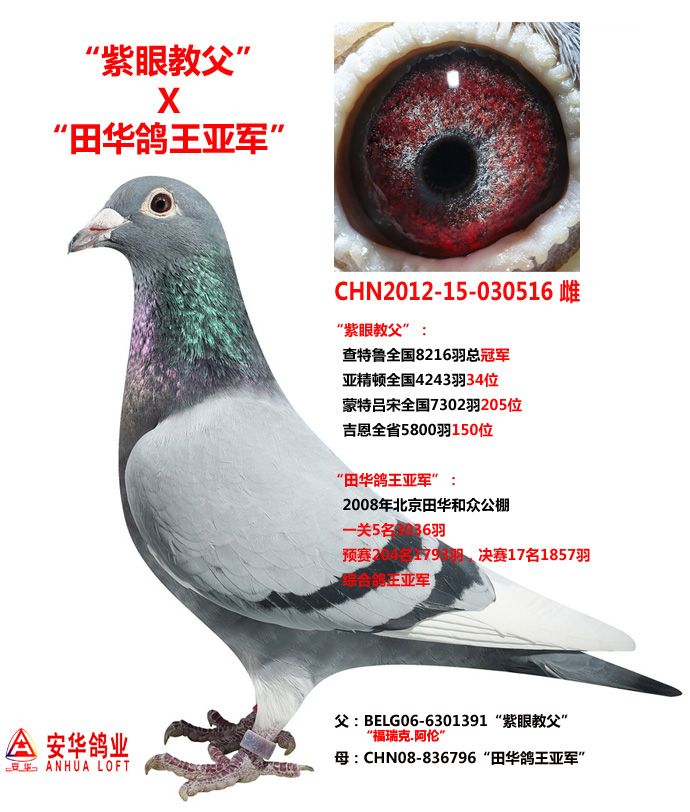 信鸽在线拍卖平台 - 中国信鸽信息网