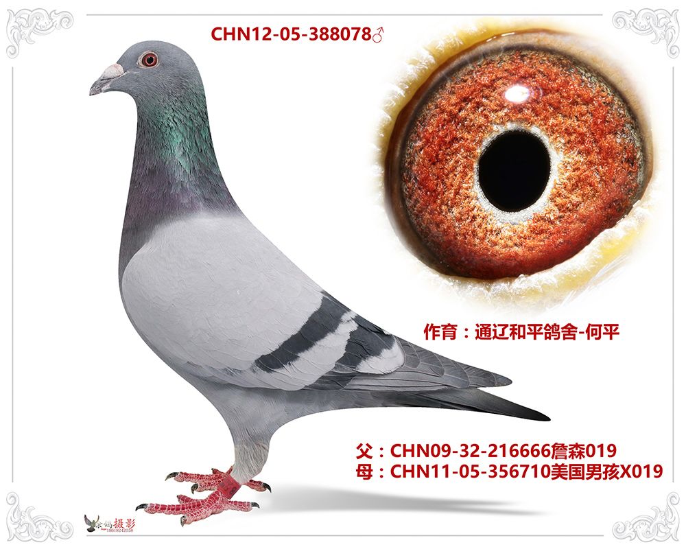 通辽和平鸽舍何平詹森 保证金级 拍卖