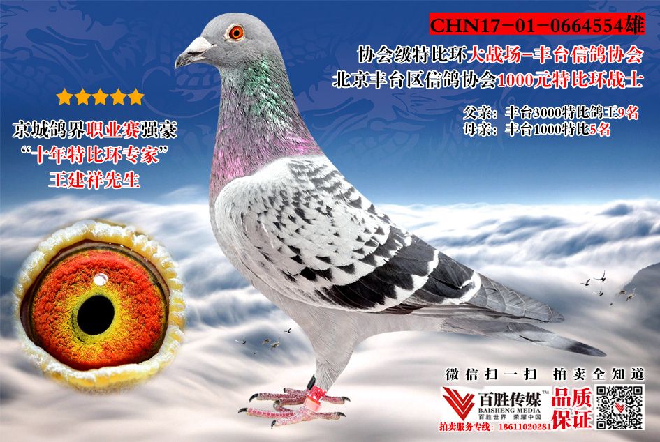 信鸽在线拍卖平台 - 中国信鸽信息网