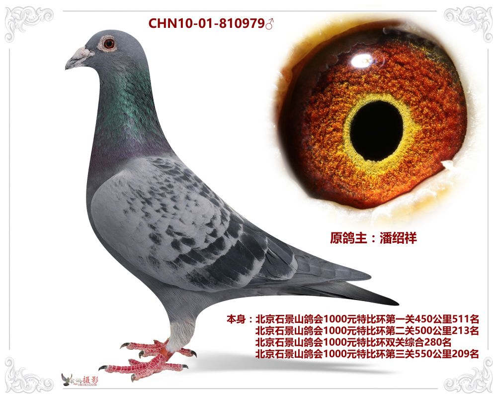 大图 性别: 雄    详细介绍: chn10-01-810979♂     原鸽主:潘绍祥
