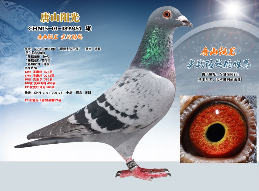 唐山阳光在线拍鸽