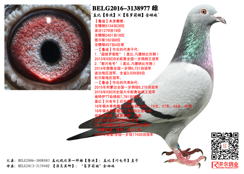 唐山开尔鸽业 - 中信网铭鸽展厅 www.ag188.com