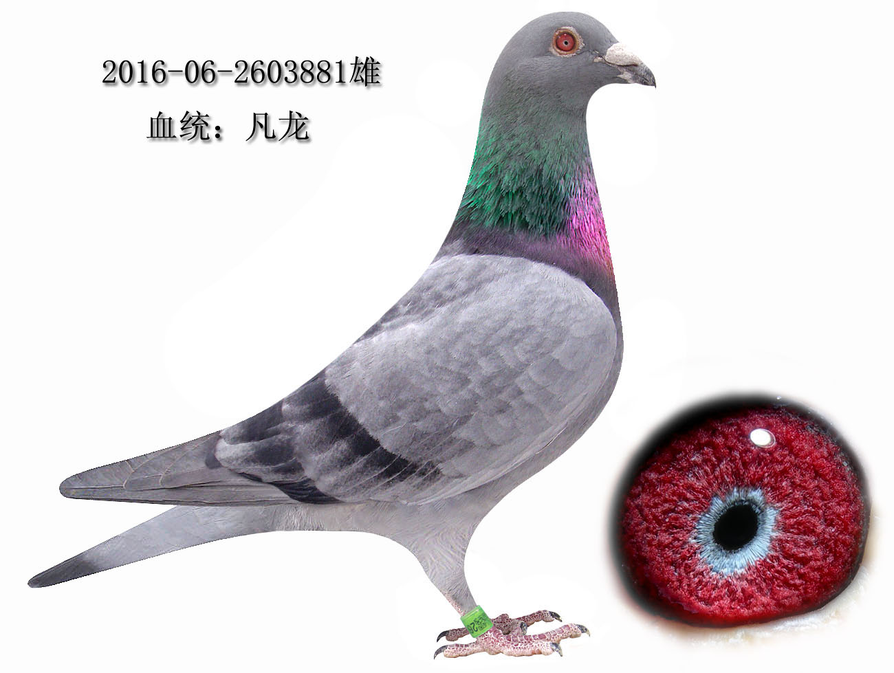 信鸽拍卖首页 拍卖专题 >> 查看拍卖商品    凡龙881