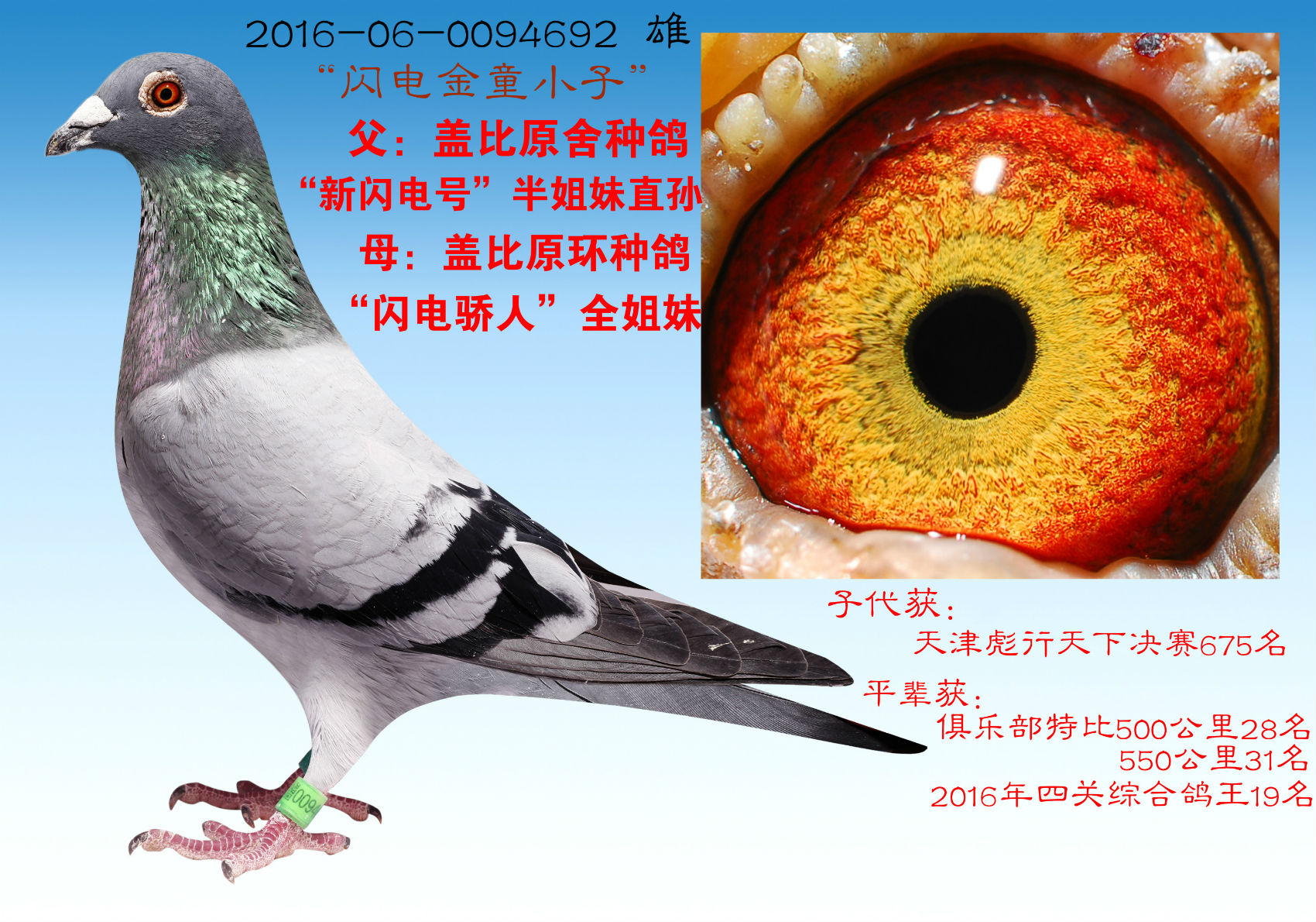 "盖比闪电金童" 保证金级 拍卖