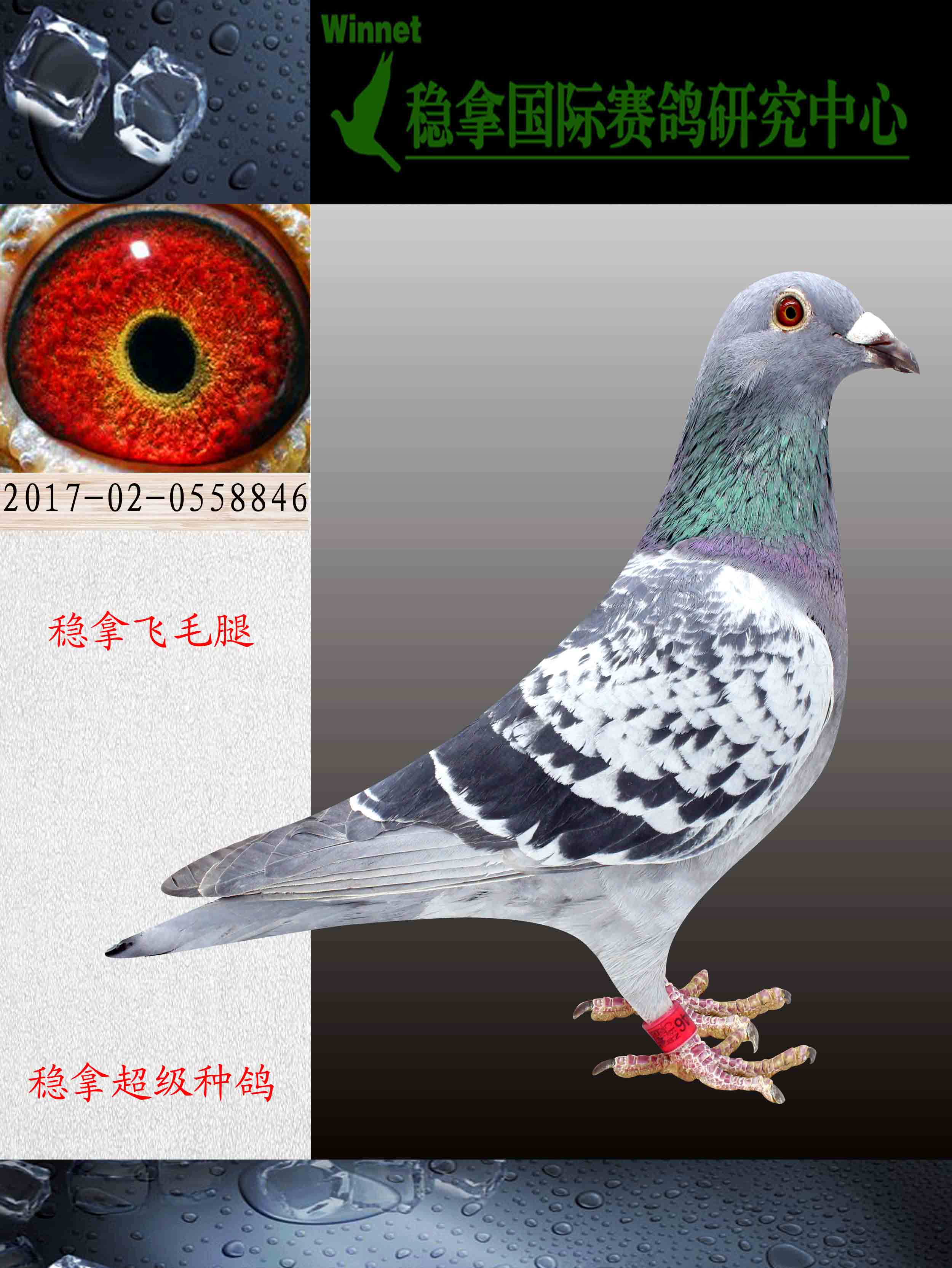 稳拿马克罗森斯 保证金级 拍卖