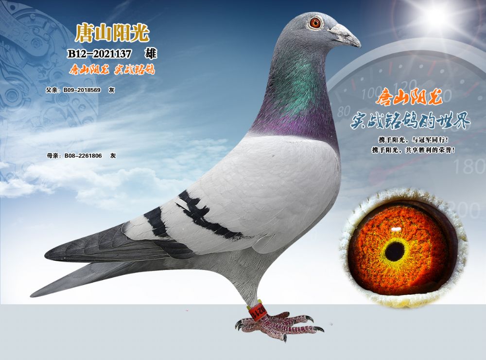 唐山阳光 - 中信网铭鸽展厅 www.ag188.com