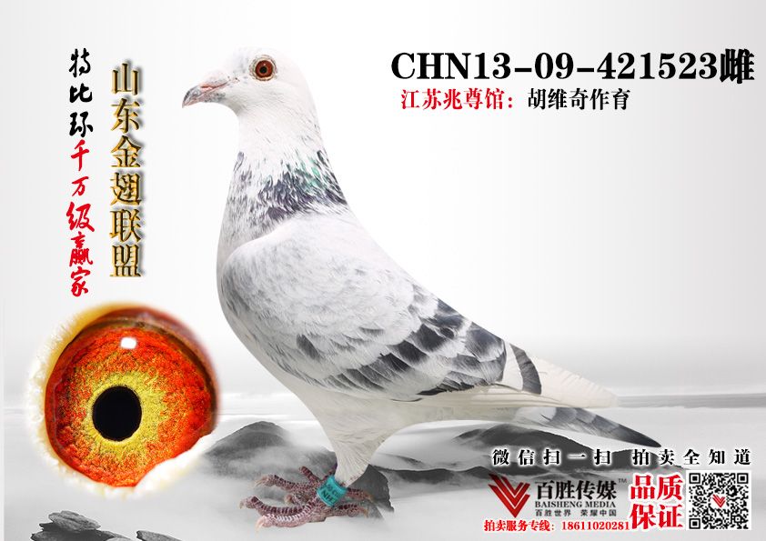 铭 鸽  新鸽上架  推荐铭鸽  定价鸽  信鸽拍卖 黄金配对   网上展厅