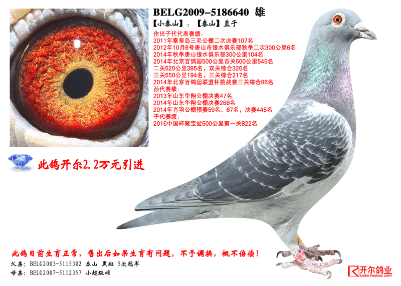 唐山开尔鸽业 - 中信网铭鸽展厅 www.ag188.com