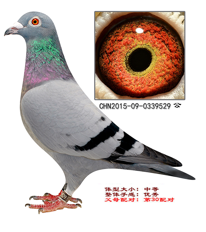 上海吉兴鸽舍 - 中信网铭鸽展厅 www.ag188.com
