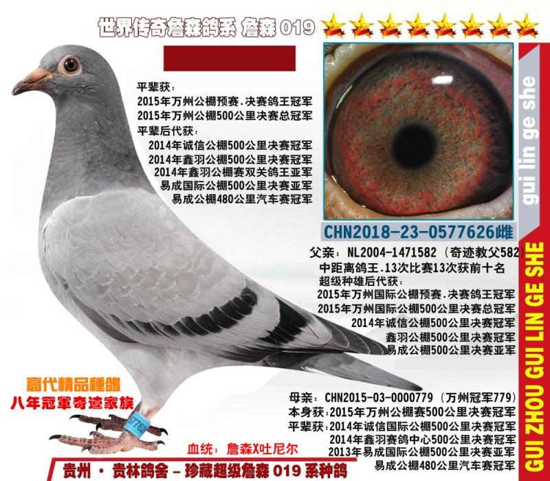 贵州贵林鸽业 - 中信网铭鸽展厅 www.ag188.com