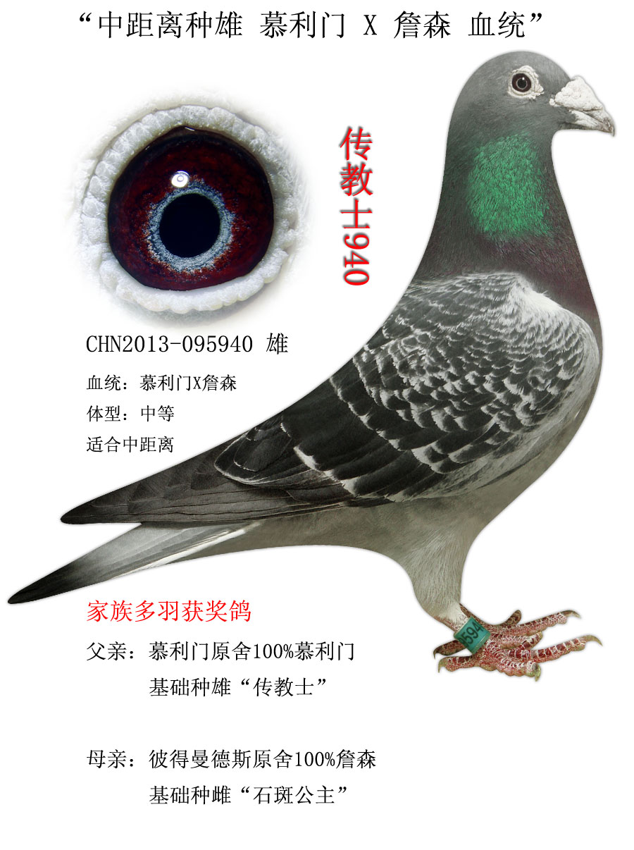 鸽饲料                鸽用具                  推荐种雄 慕利门