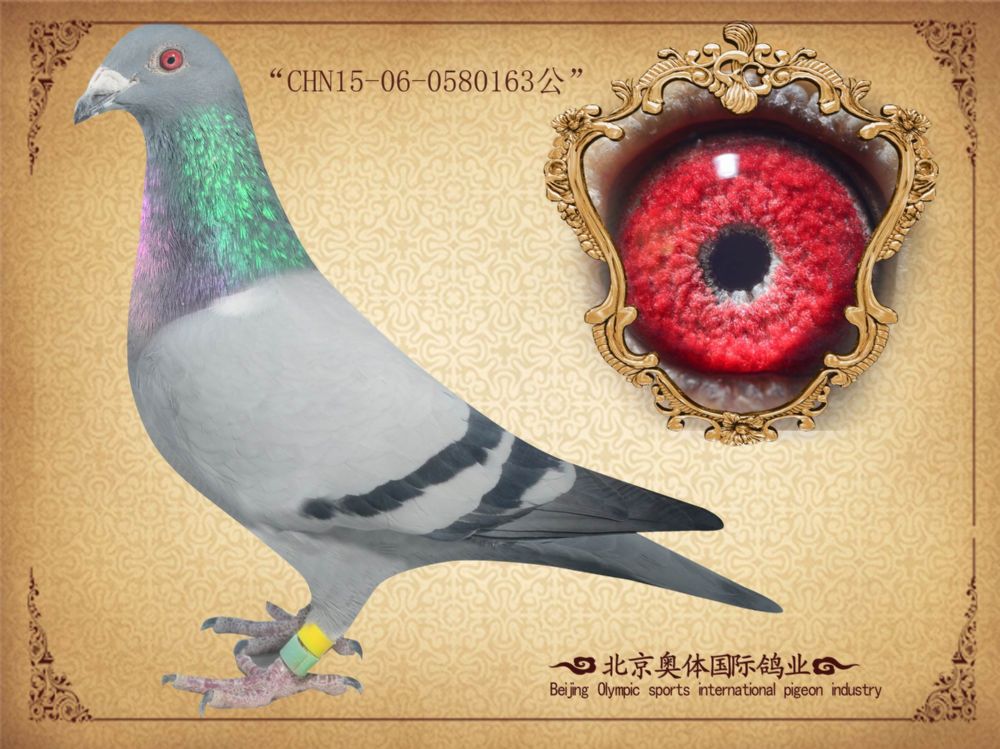 奥体《桑杰士闪电金童》 保证金级 拍卖