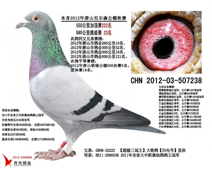 16百鸽园三关综合46名×【小马赛王】直女 保证金级 拍卖