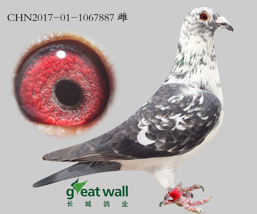长城鸽业 - 中信网铭鸽展厅 www.ag188.com
