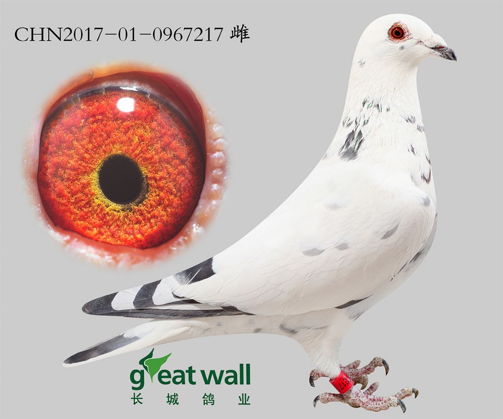 长城鸽业 - 中信网铭鸽展厅 www.ag188.com