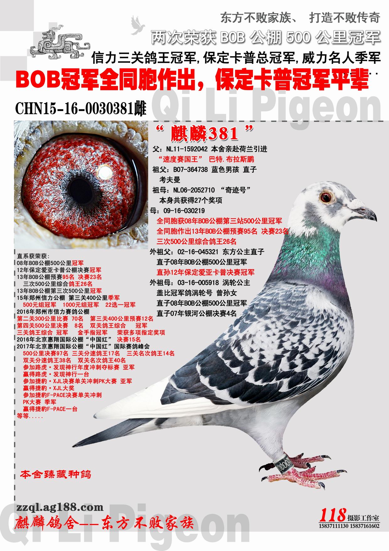 郑州麒麟鸽舍 - 中信网铭鸽展厅 www.ag188.com