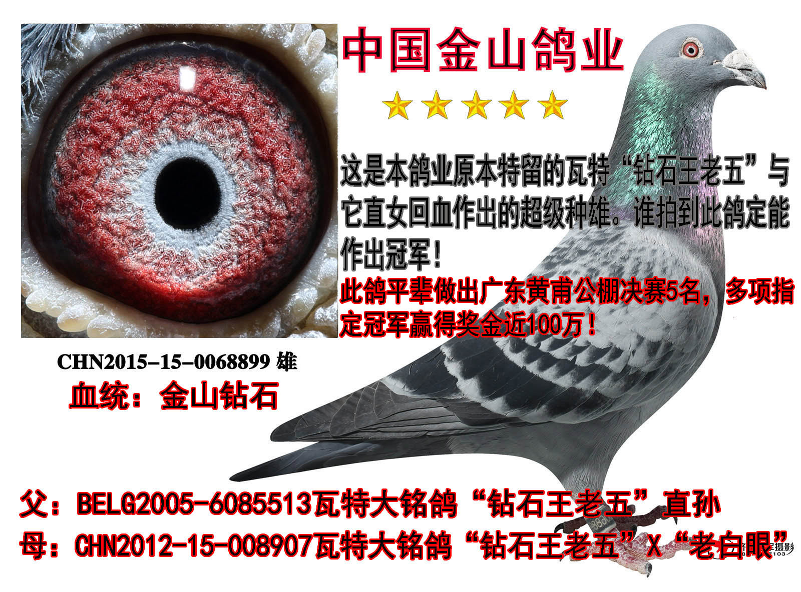 中国金山鸽业 - 中信网铭鸽展厅 www.ag188.com