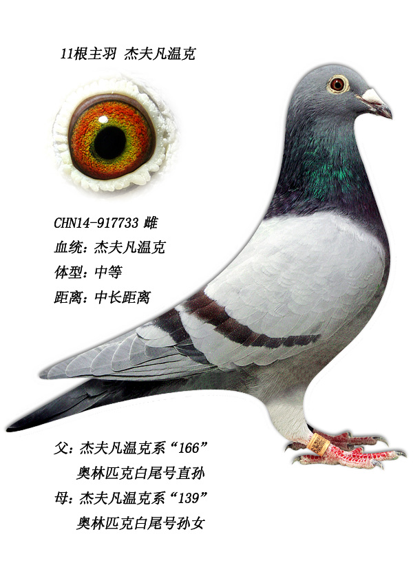信鸽在线拍卖平台 中国信鸽信息网