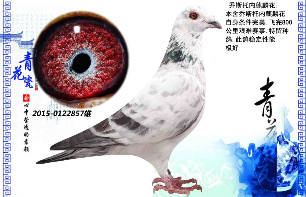 七喜堂种鸽舍 - 中信网铭鸽展厅 www.ag188.com
