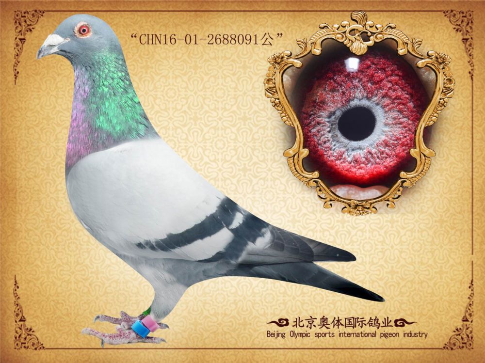 奥体鸽业
