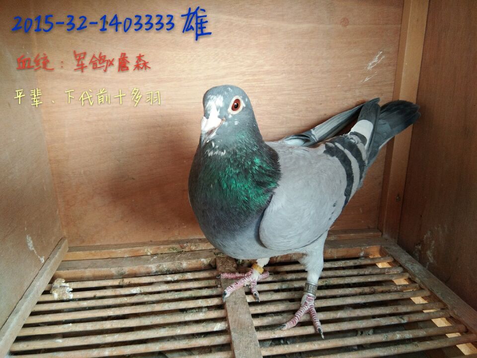 父(祖父血统为军鸽)