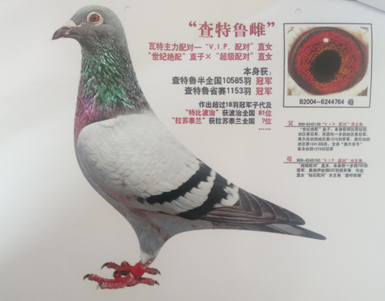 瓦特原舍近亲种鸽 保证金级 拍卖