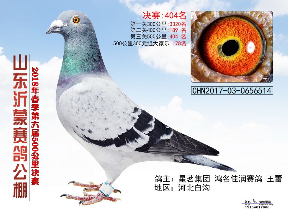 山东沂蒙赛鸽公棚18年春决赛获奖鸽401—500名