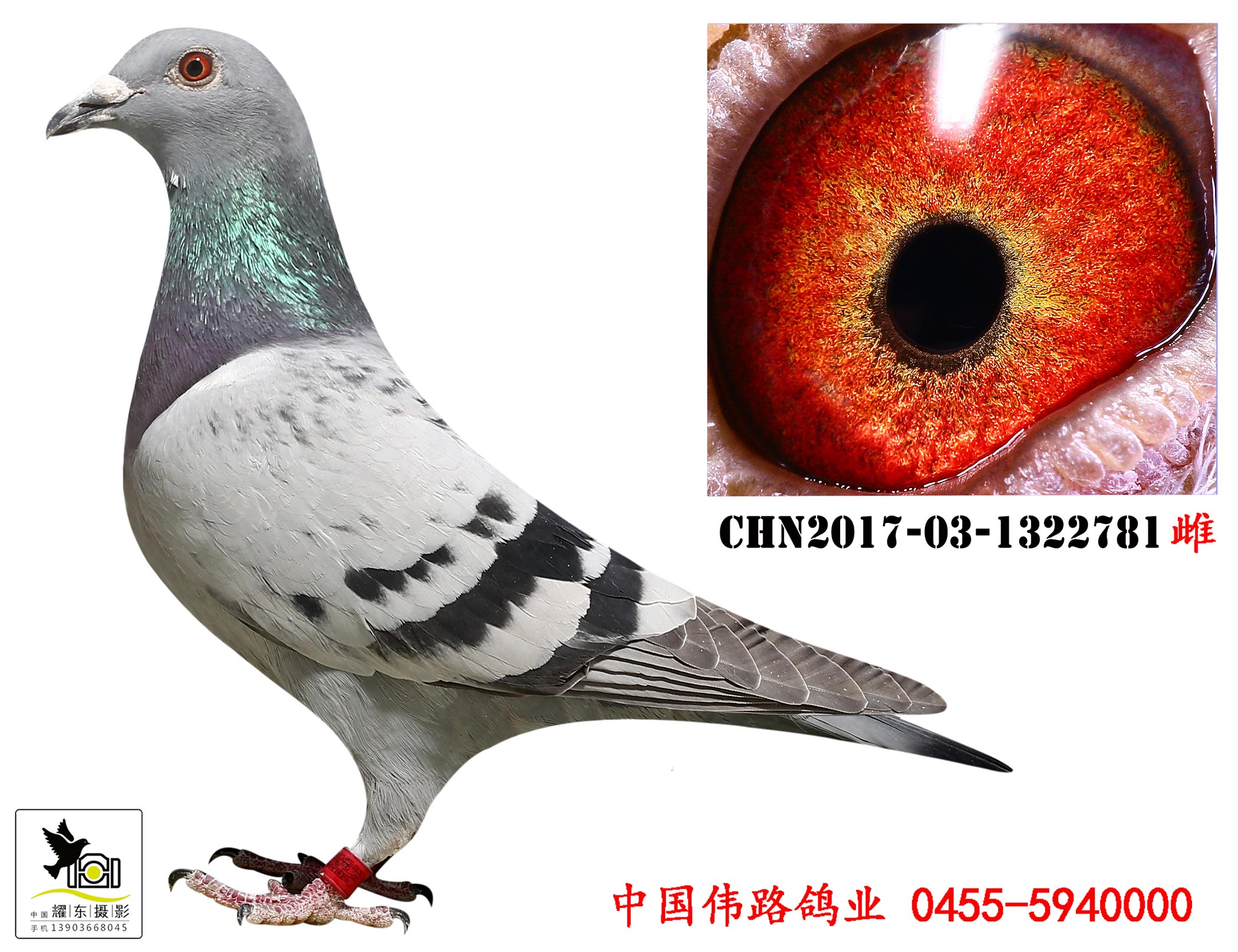 中国伟路鸽业 - 中信网铭鸽展厅 www.ag188.com