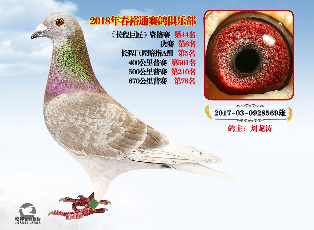 信鸽在线拍卖平台 - 中国信鸽信息网