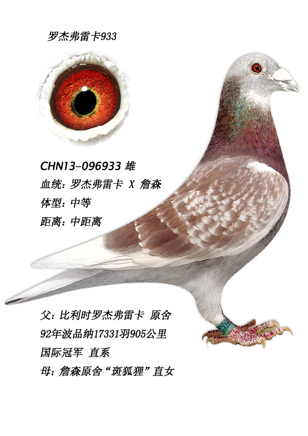 众友信鸽传媒 - 中信网铭鸽展厅 www.ag188.com