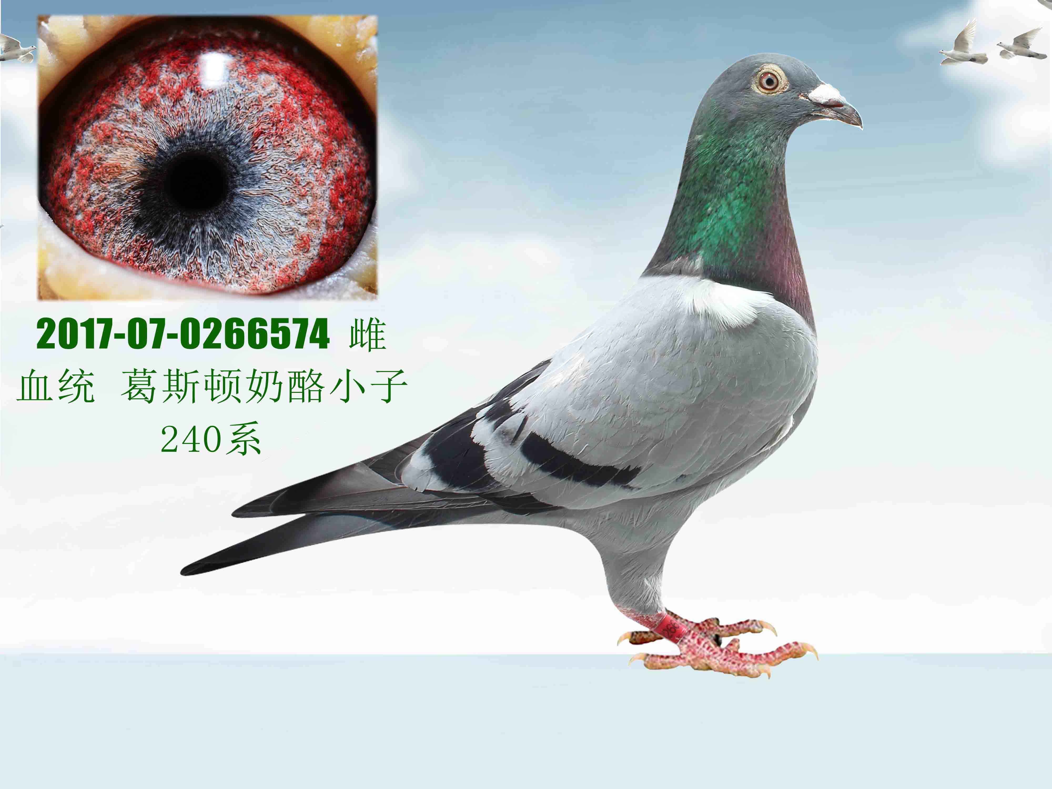 信鸽拍卖首页 拍卖专题 >> 查看拍卖商品    远东《葛斯顿奶酪240系》