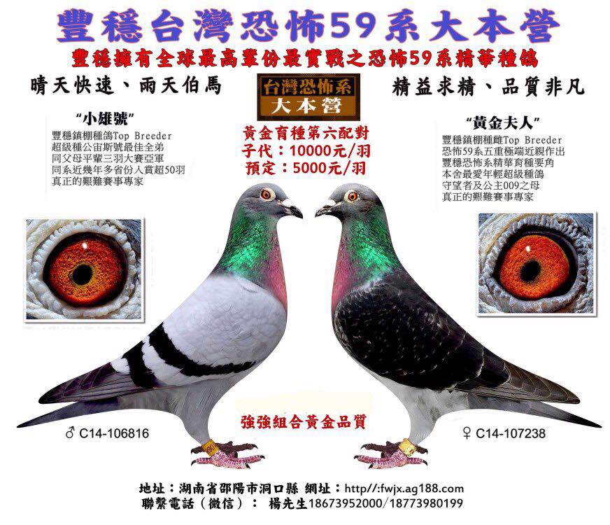 丰稳竞翔集团 - 中信网铭鸽展厅 www.ag188.com