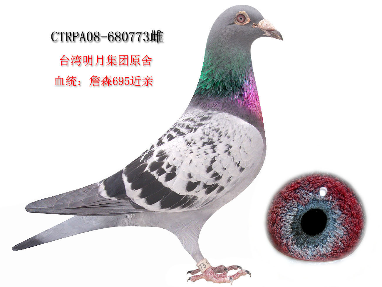 >> 查看拍卖商品