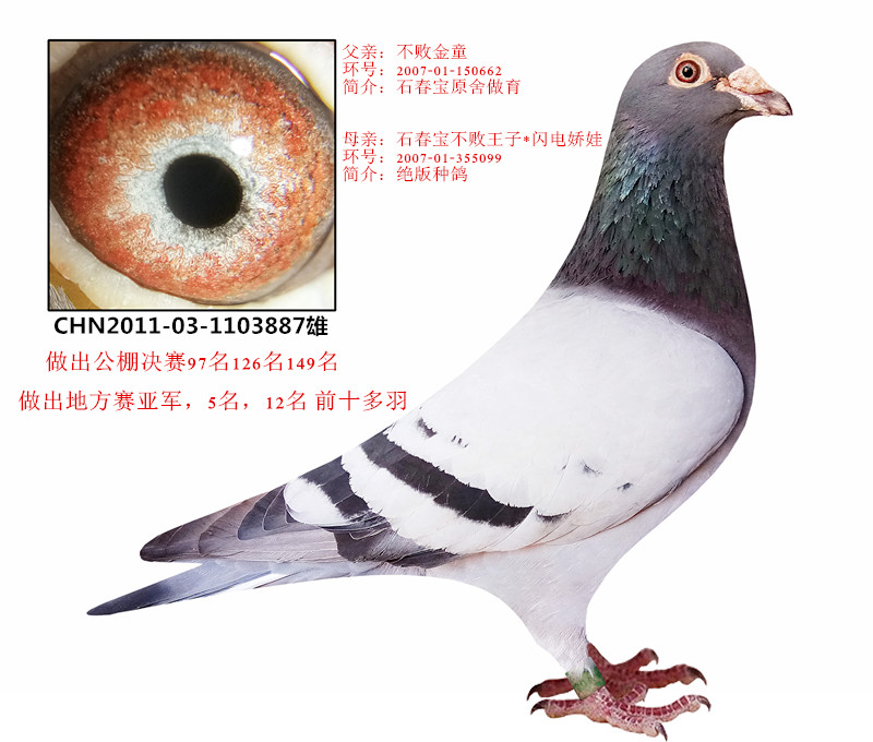 信鸽在线拍卖平台 - 中国信鸽信息网