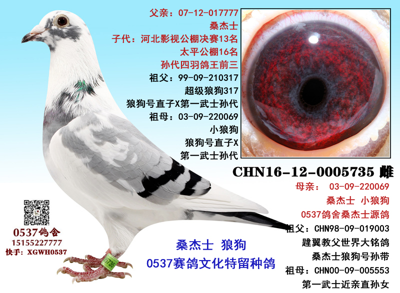 信鸽拍卖首页 拍卖专题 查看拍卖商品