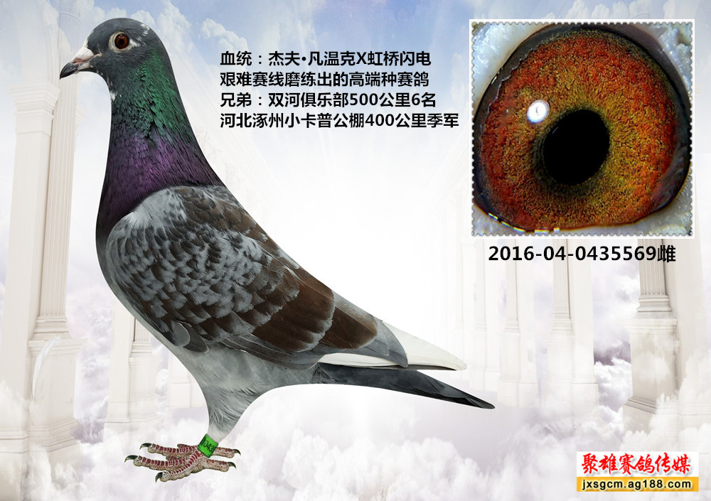 鸽饲料                鸽用具                  卡普专线杰夫凡温克