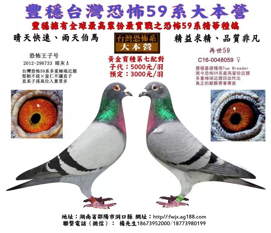 信鸽拍卖首页 拍卖专题 >> 查看拍卖商品 相关图片         商品信息