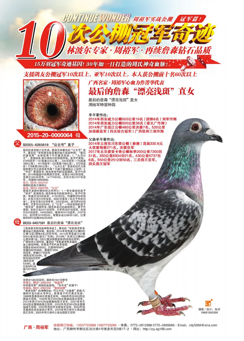 信鸽在线拍卖平台 - 中国信鸽信息网