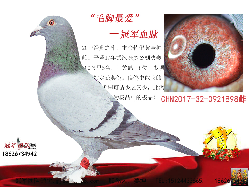 冠军团队鸽舍 - 中信网铭鸽展厅 www.ag188.com