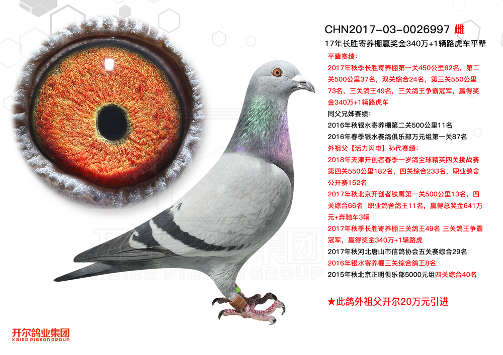 唐山开尔鸽业 - 中信网铭鸽展厅 www.ag188.com