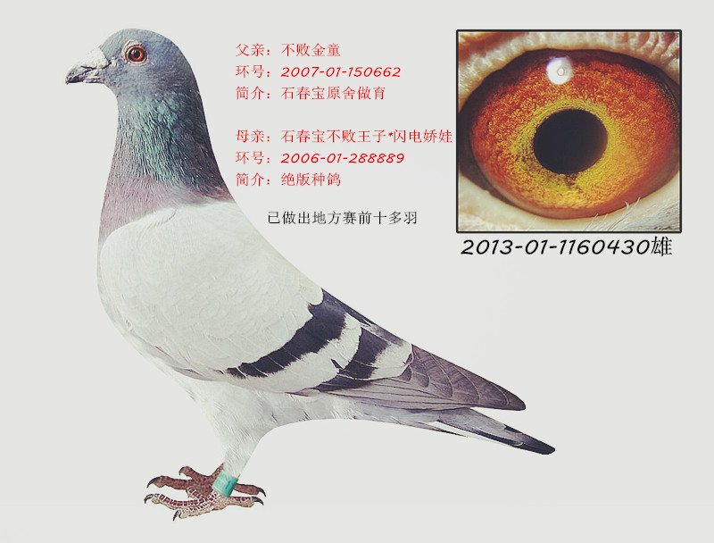 信鸽在线拍卖平台 - 中国信鸽信息网