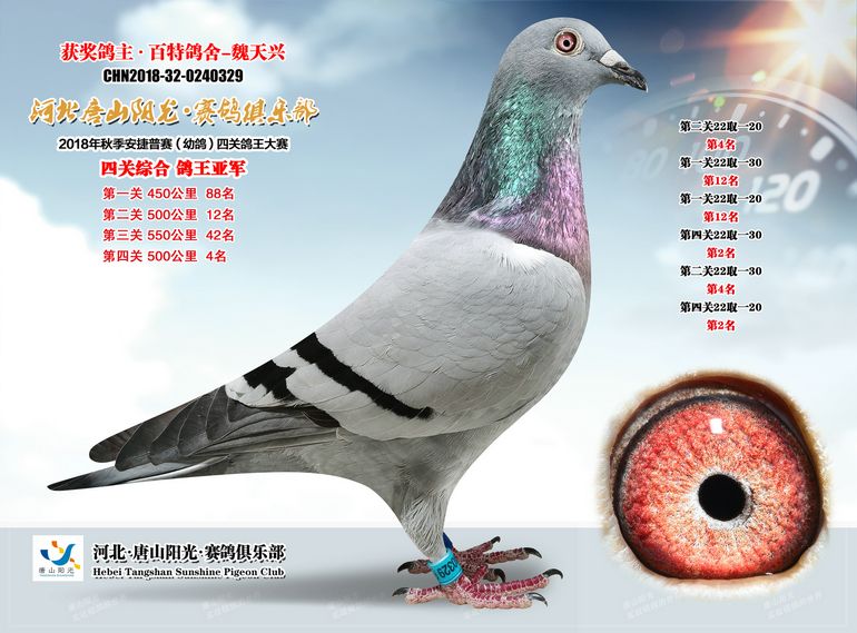 唐山阳光普赛幼鸽亚军