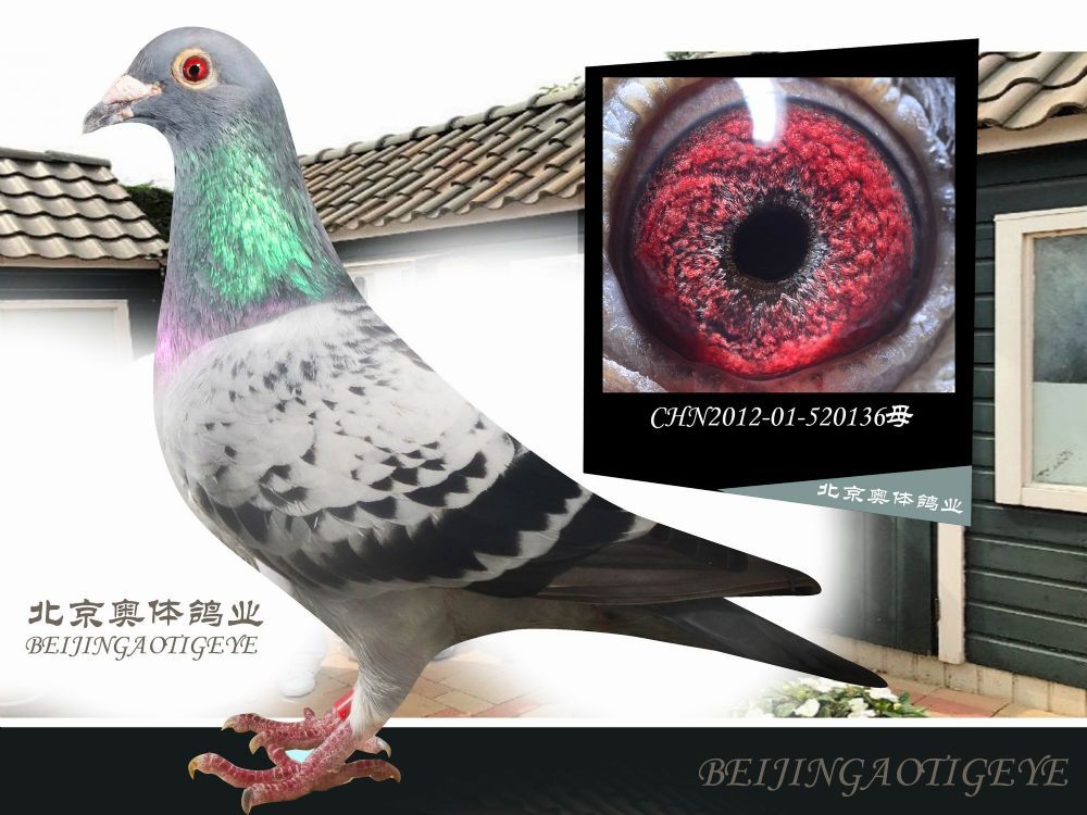 众友信鸽传媒 - 中信网铭鸽展厅 www.ag188.com