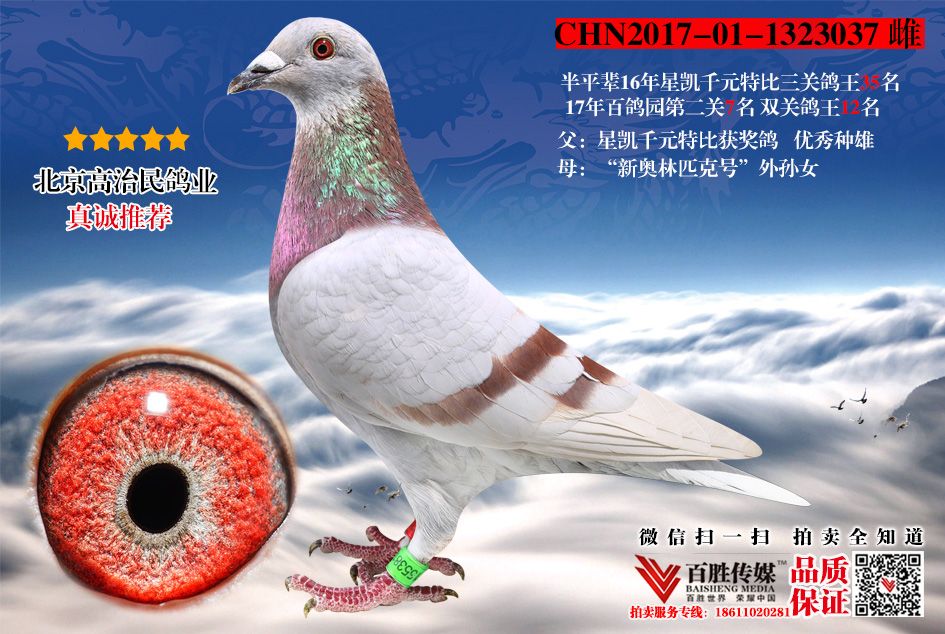 百鸽园7名 鸽王12名平辈 1323037