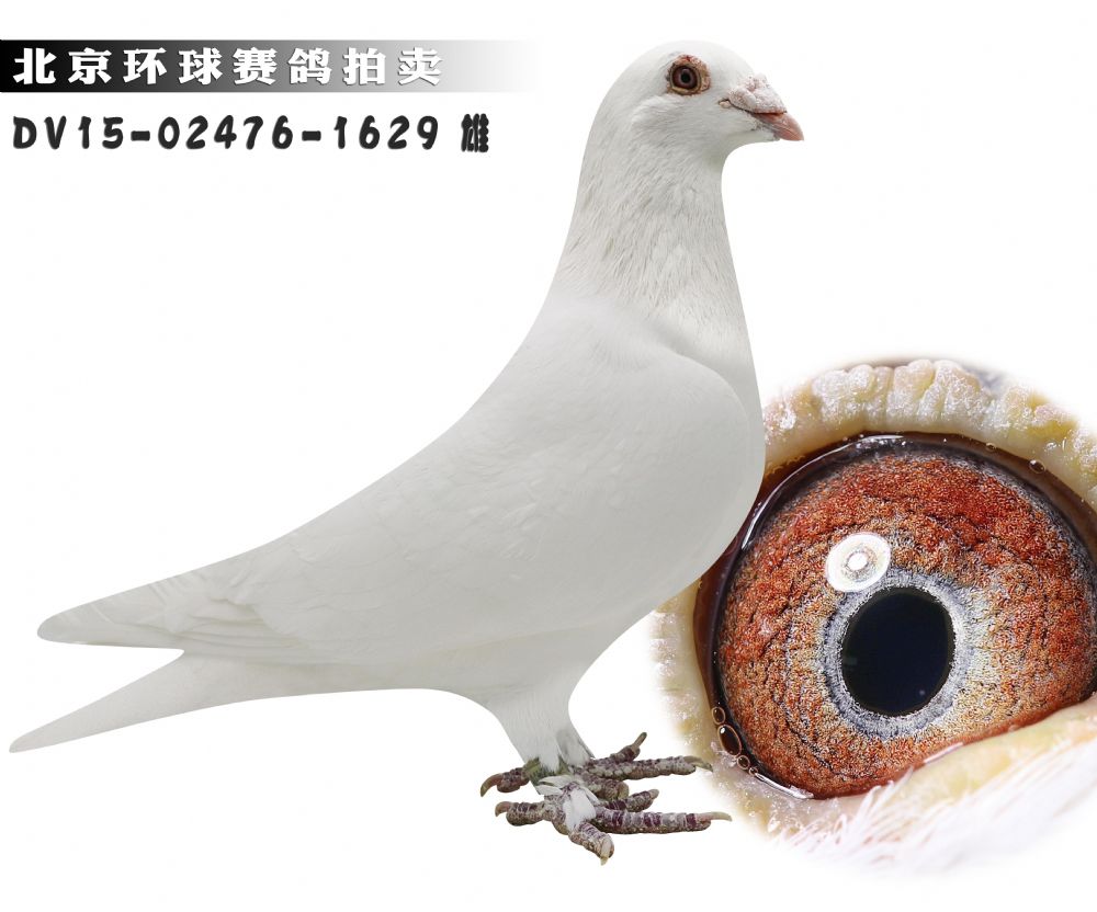 北京环球赛鸽文化中心 - 中信网铭鸽展厅 www.ag188.com