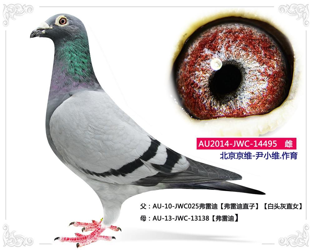 北京晶宇赛鸽 - 中信网铭鸽展厅 www.ag188.com