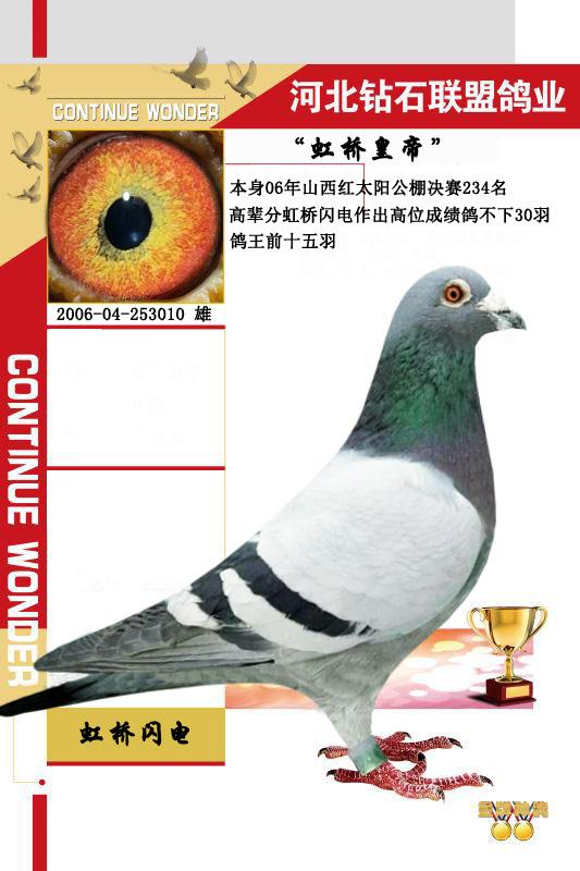 河北钻石联盟 - 中信网铭鸽展厅 www.ag188.com