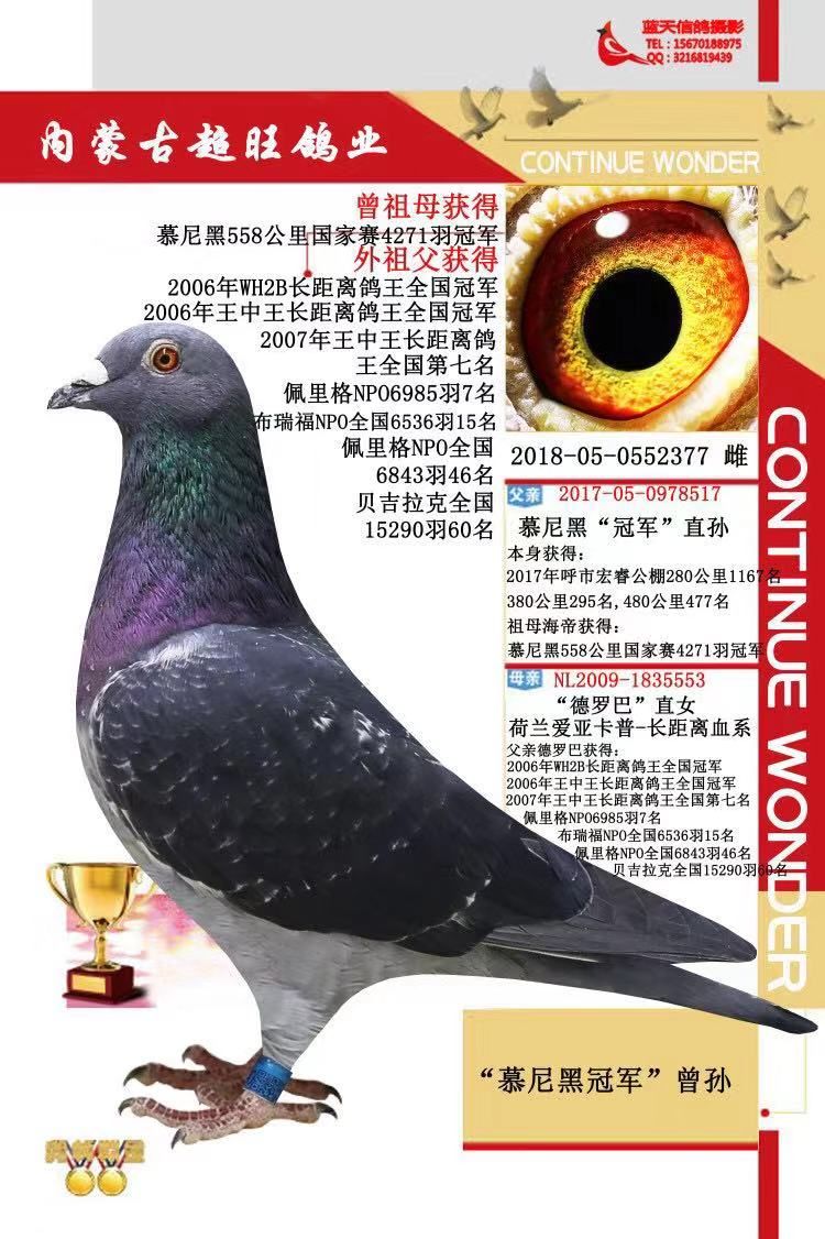 信鸽在线拍卖平台 - 中国信鸽信息网