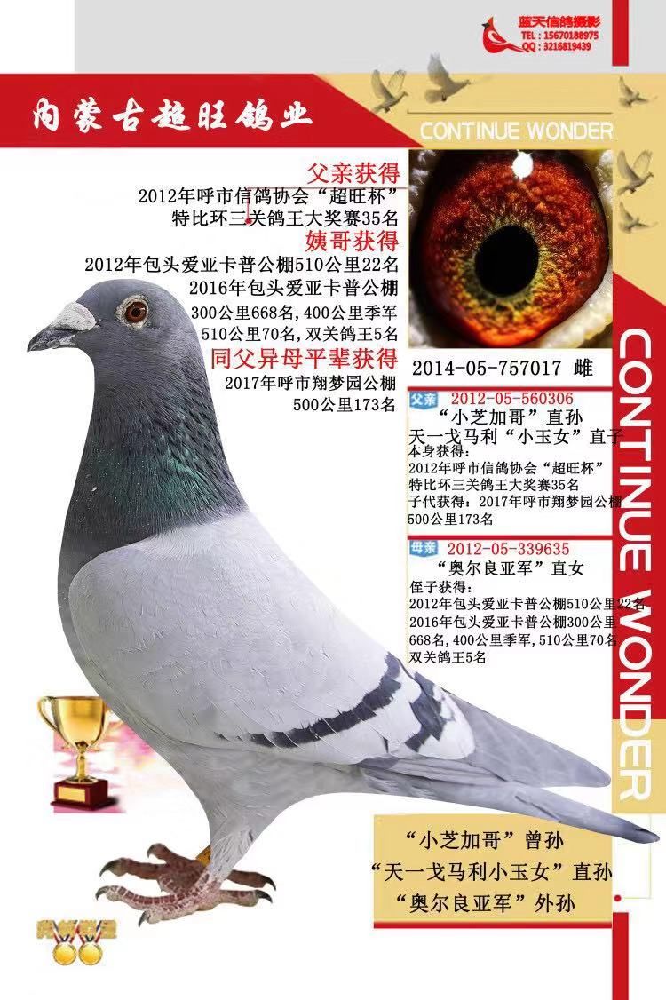 内蒙超旺鸽舍 - 中信网铭鸽展厅 www.ag188.com